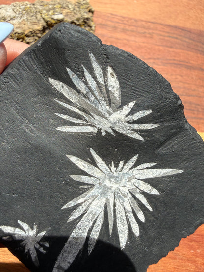 CHRYSANTHEMUM STONE FREEFORM