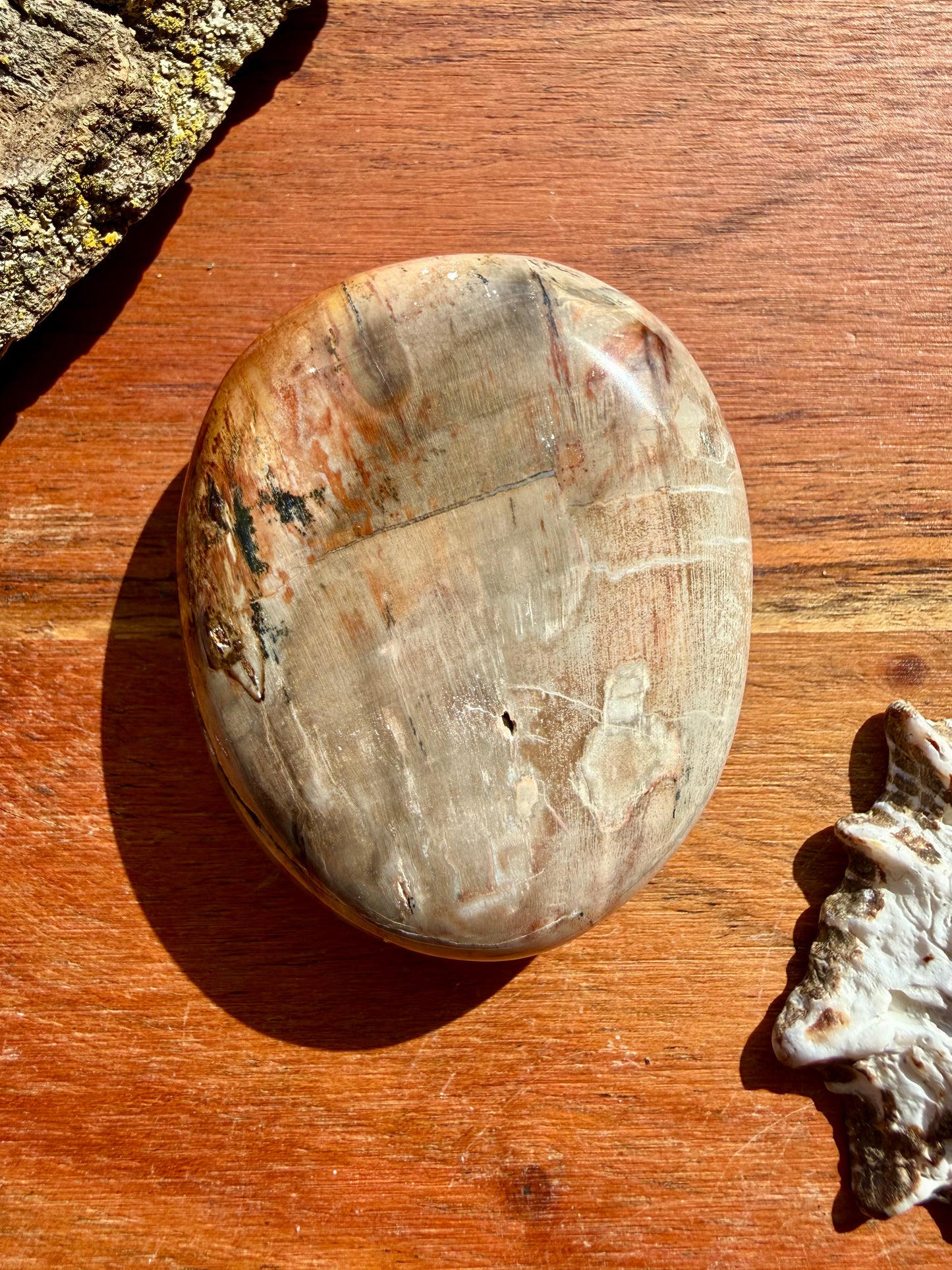 PETRIFIED WOOD PALM STONE