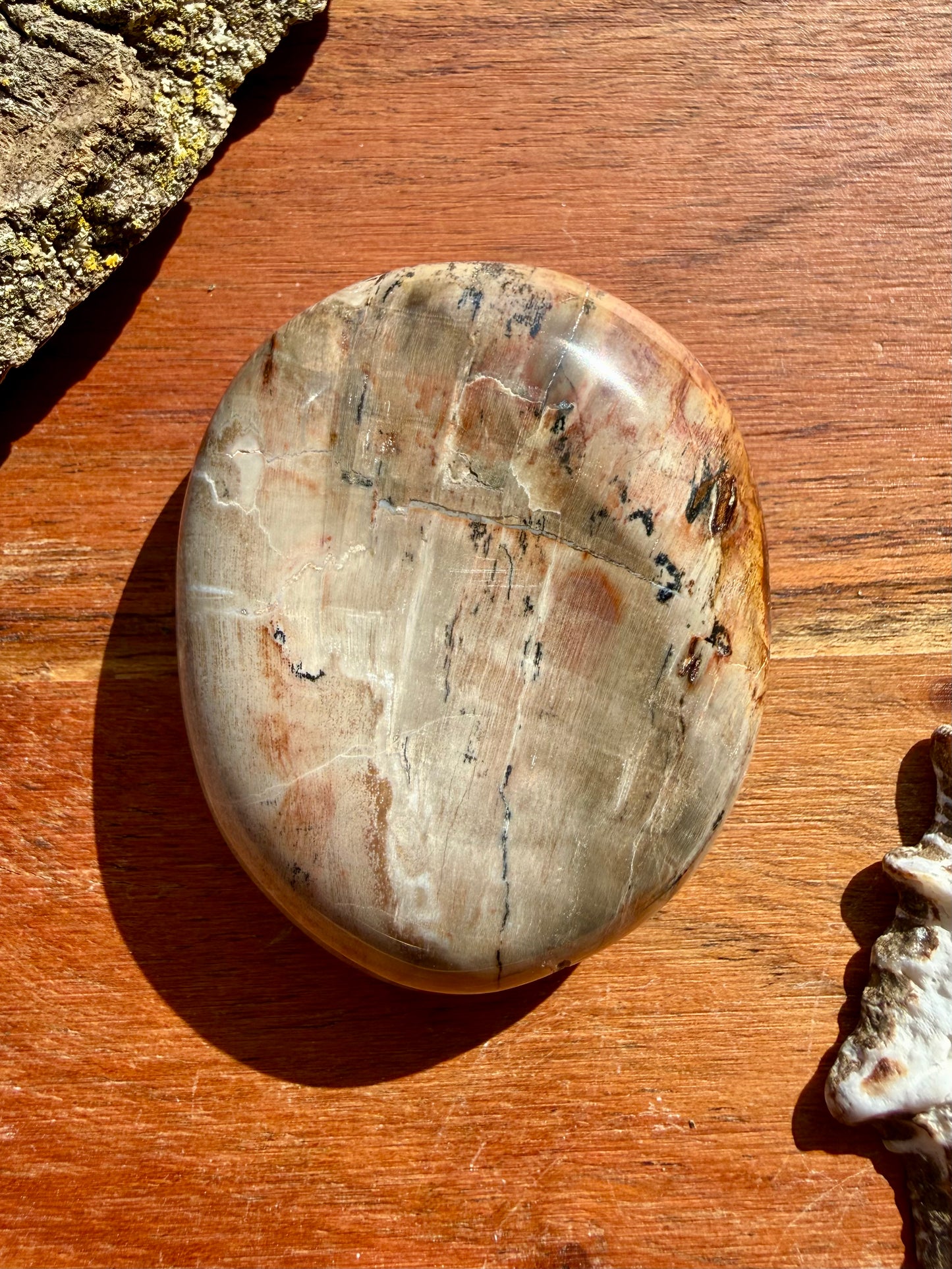 PETRIFIED WOOD PALM STONE