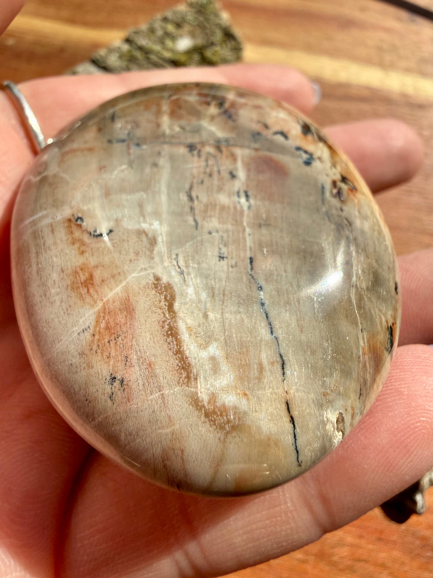 PETRIFIED WOOD PALM STONE