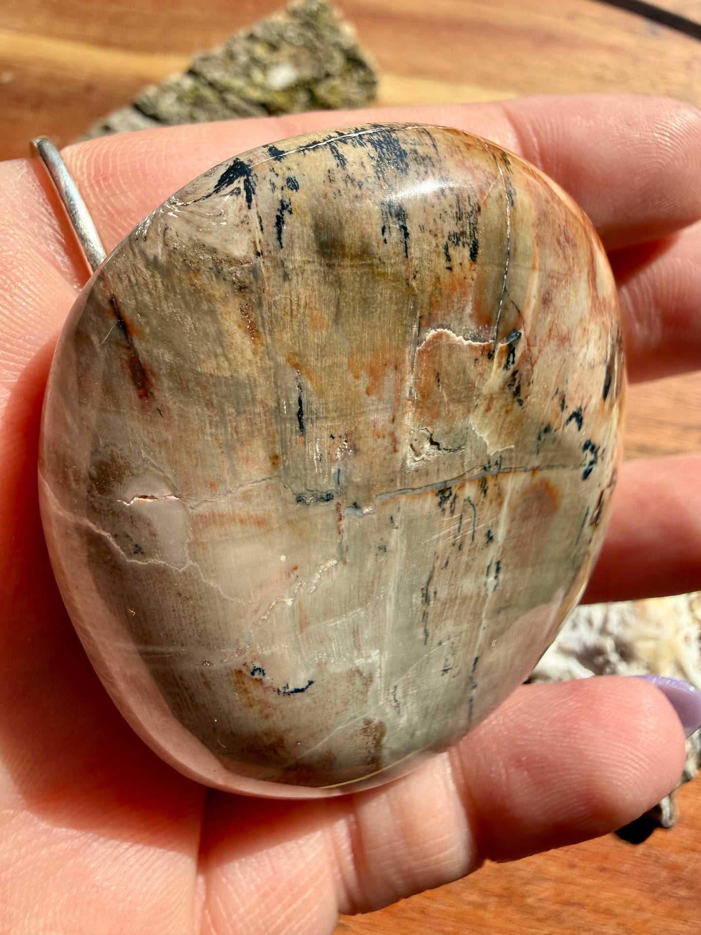 PETRIFIED WOOD PALM STONE