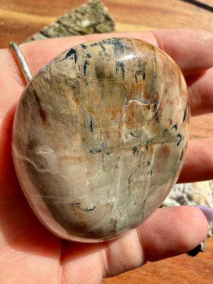 PETRIFIED WOOD PALM STONE