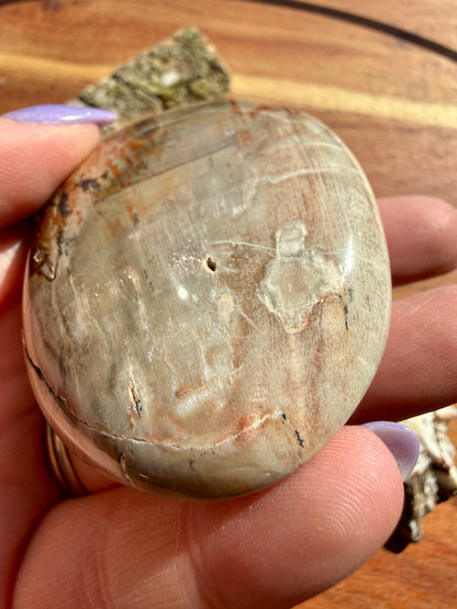 PETRIFIED WOOD PALM STONE