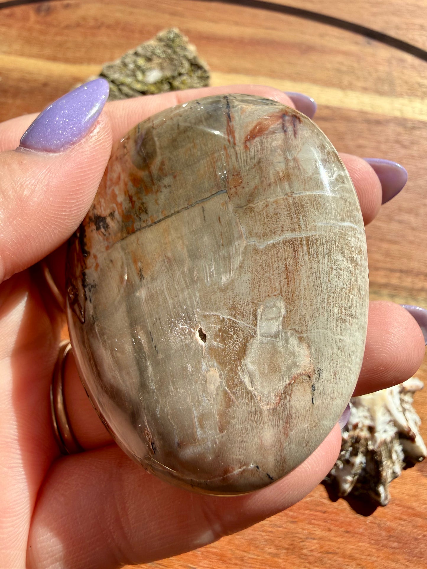 PETRIFIED WOOD PALM STONE