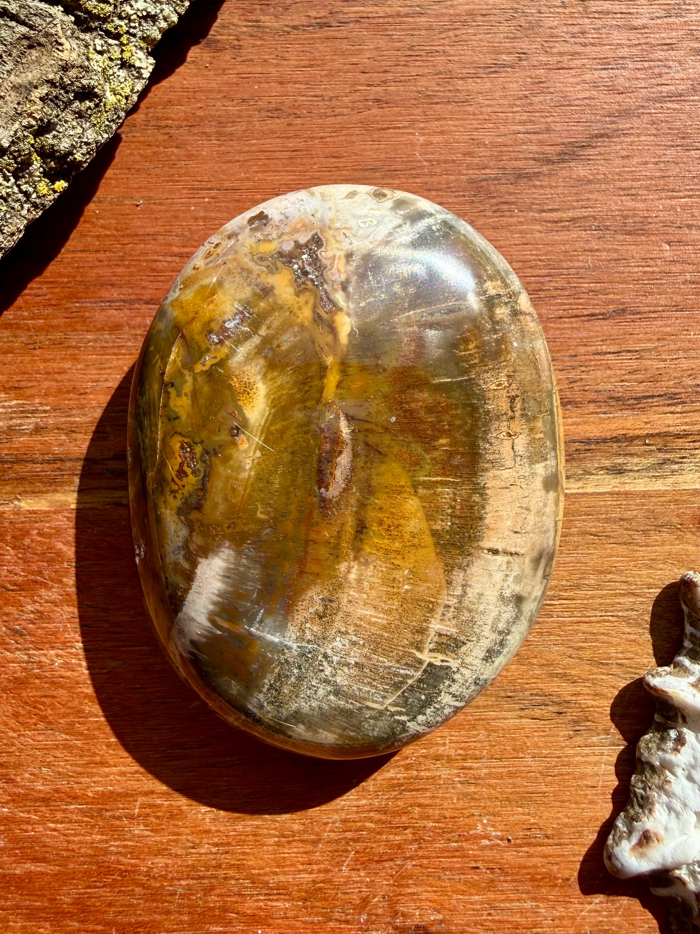 PETRIFIED WOOD PALM STONE