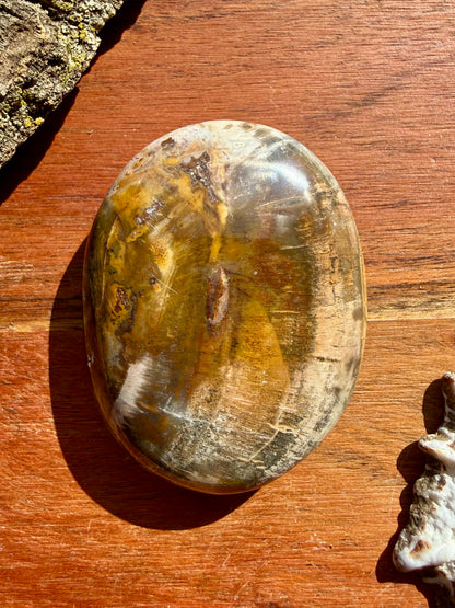 PETRIFIED WOOD PALM STONE
