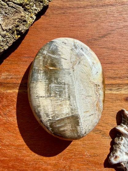 PETRIFIED WOOD PALM STONE