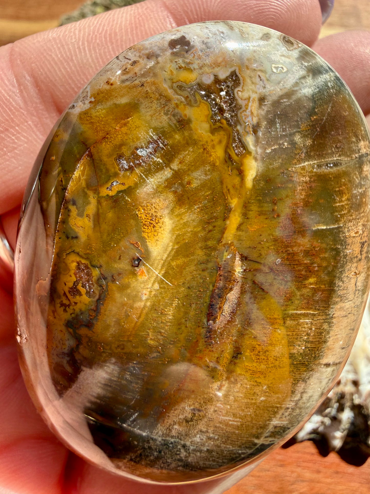 PETRIFIED WOOD PALM STONE