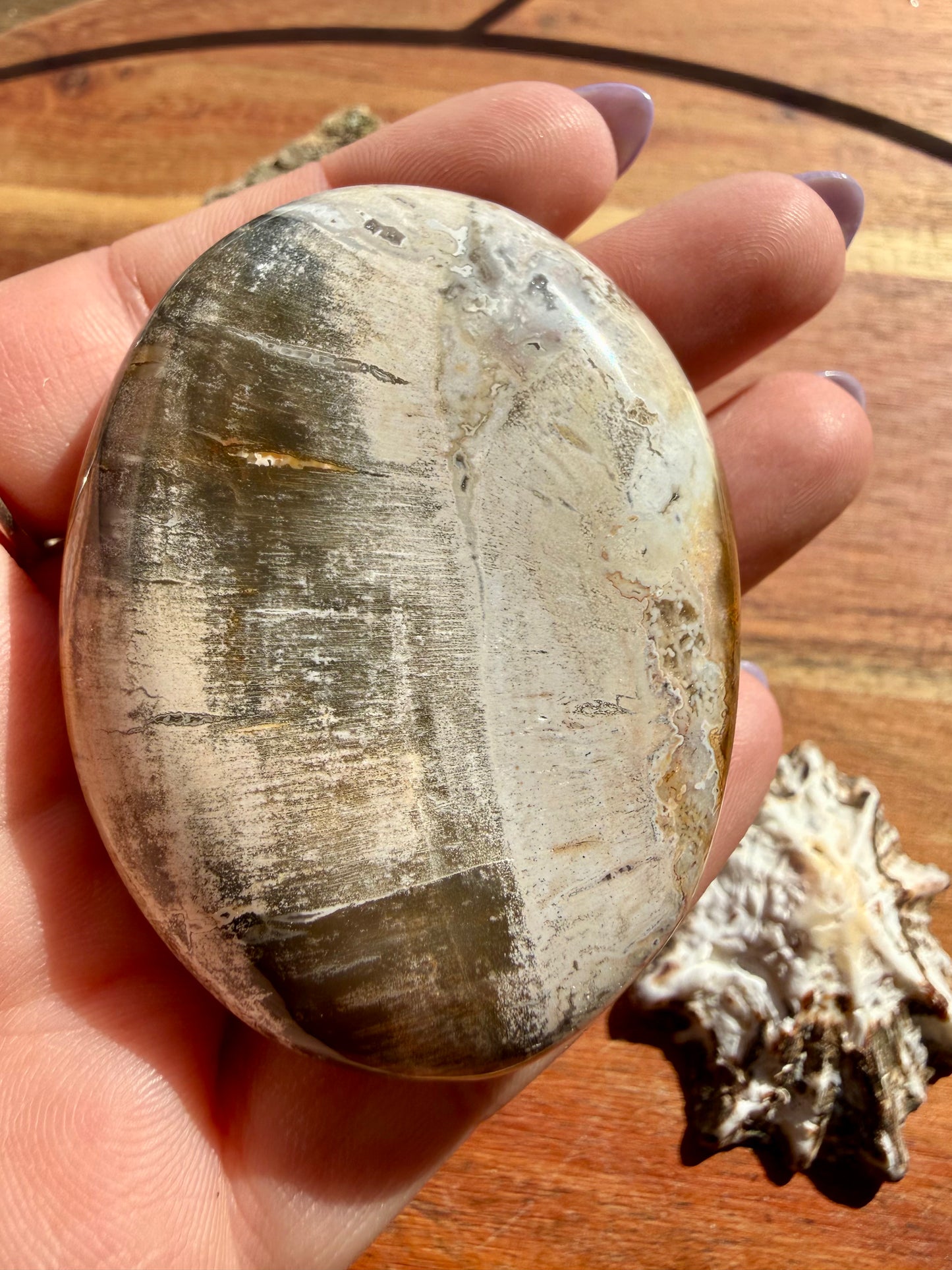 PETRIFIED WOOD PALM STONE