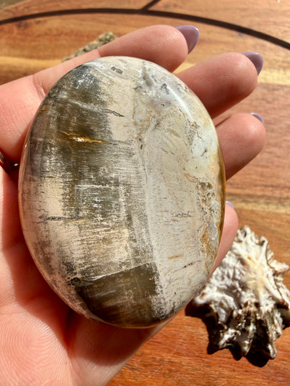 PETRIFIED WOOD PALM STONE