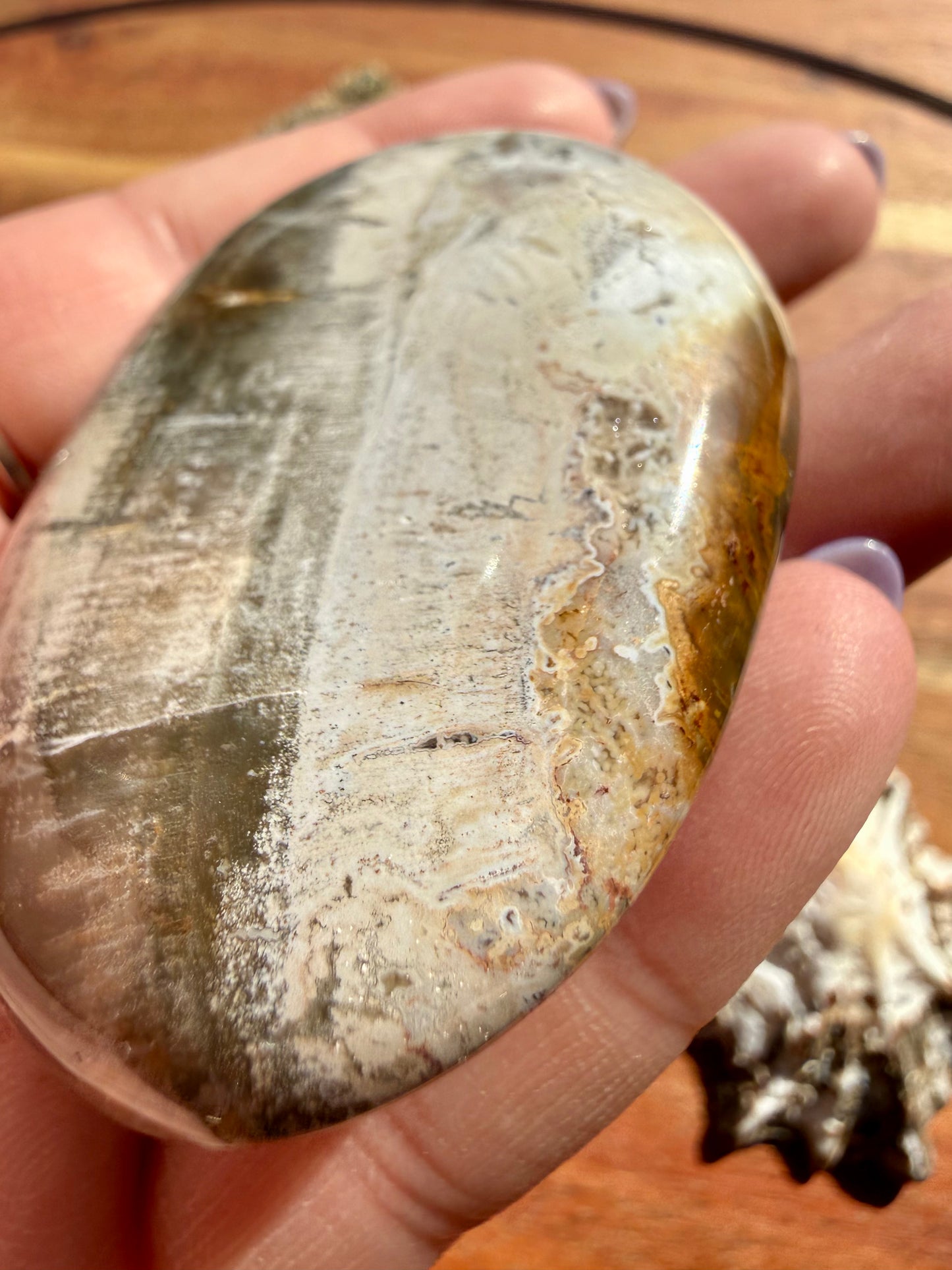 PETRIFIED WOOD PALM STONE