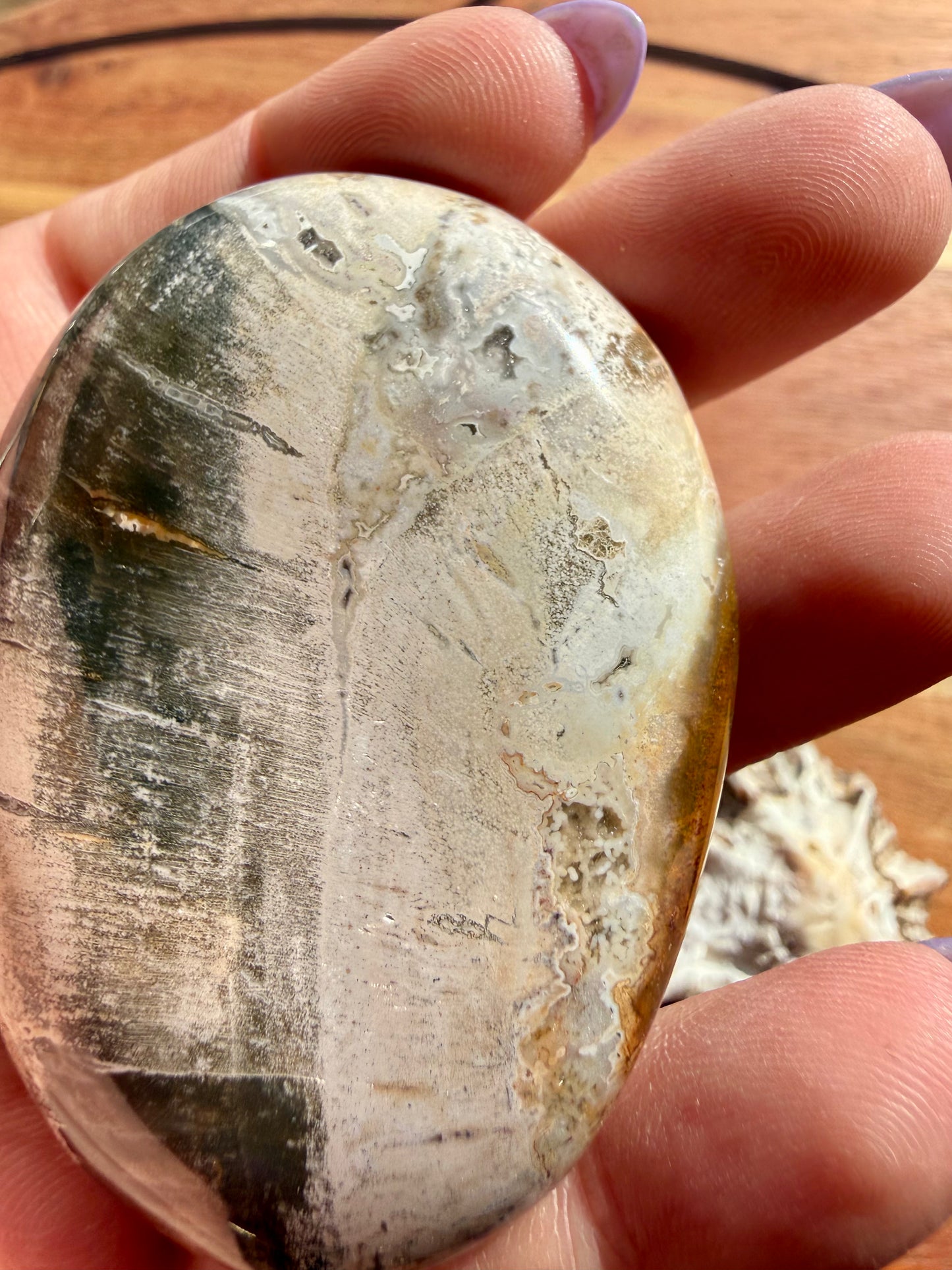 PETRIFIED WOOD PALM STONE