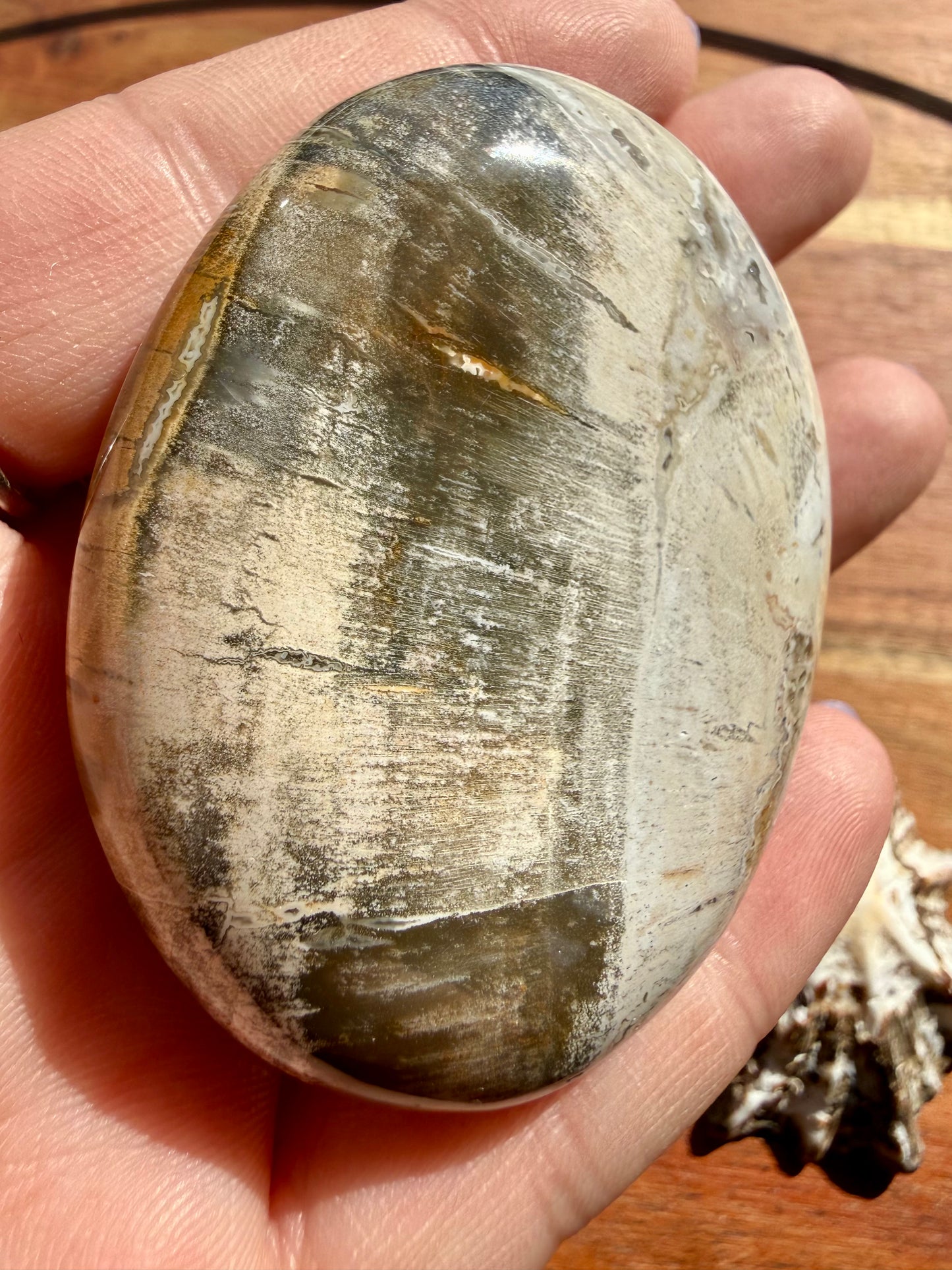 PETRIFIED WOOD PALM STONE