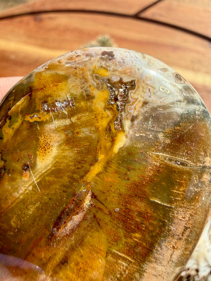 PETRIFIED WOOD PALM STONE