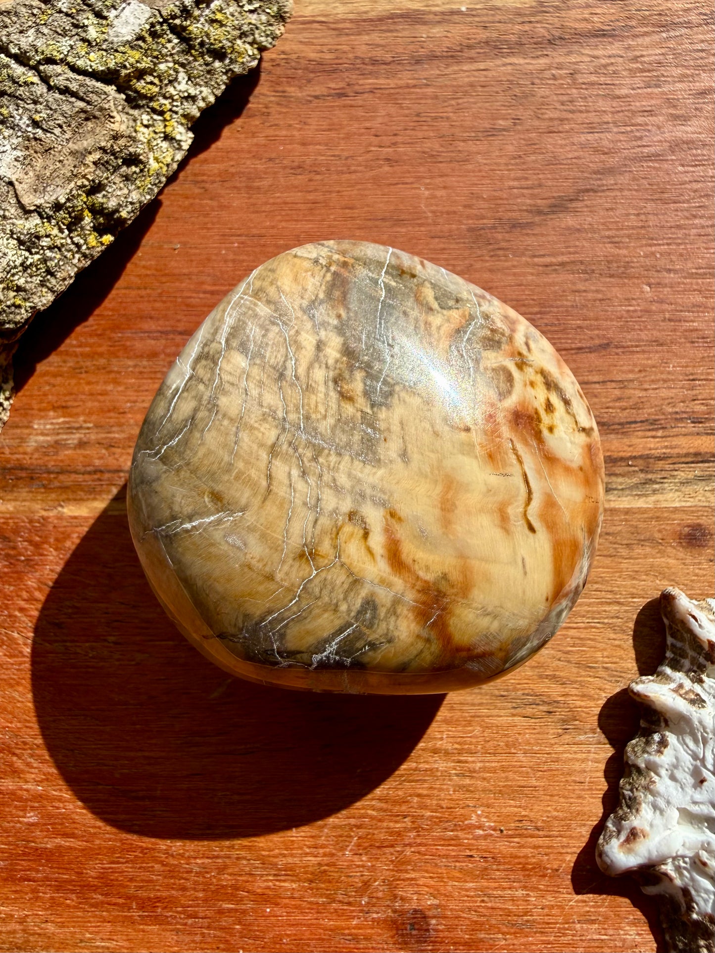 PETRIFIED WOOD PALM STONE