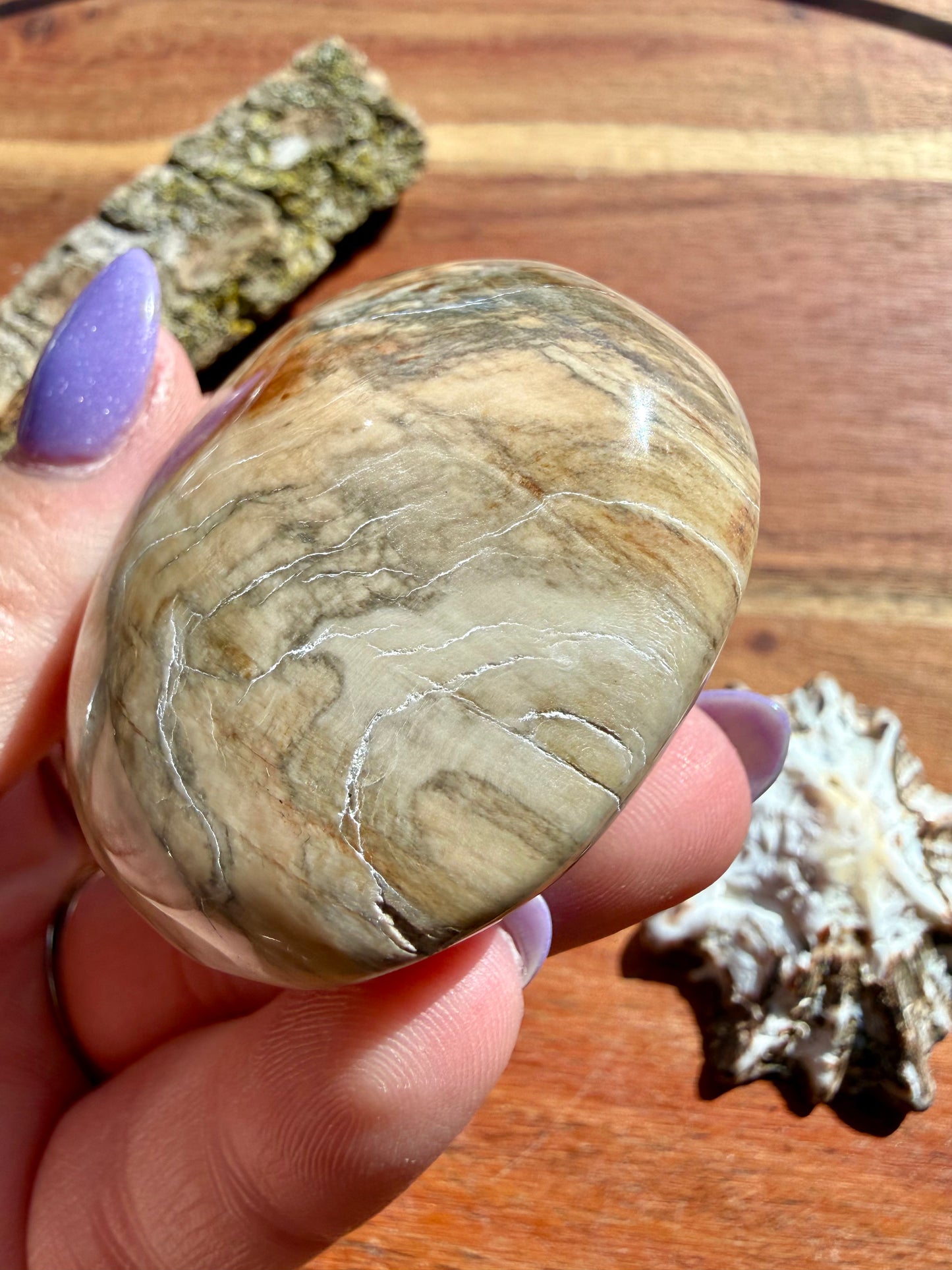 PETRIFIED WOOD PALM STONE