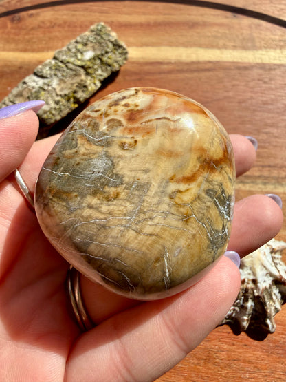 PETRIFIED WOOD PALM STONE