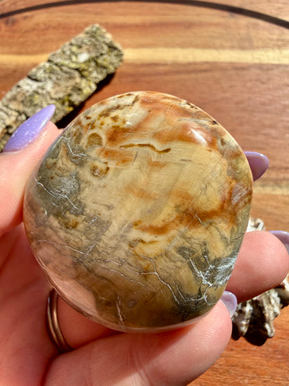 PETRIFIED WOOD PALM STONE