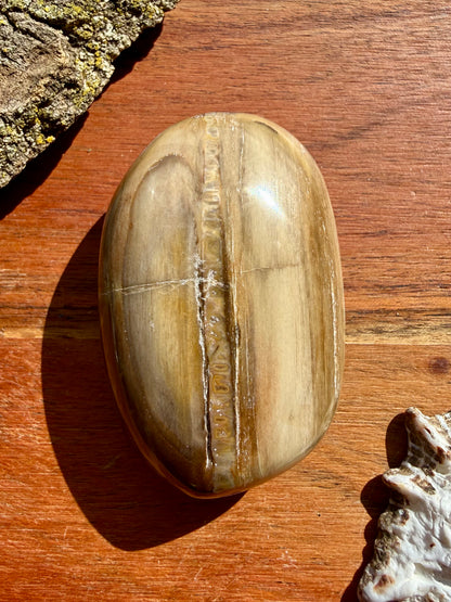 PETRIFIED WOOD PALM STONE