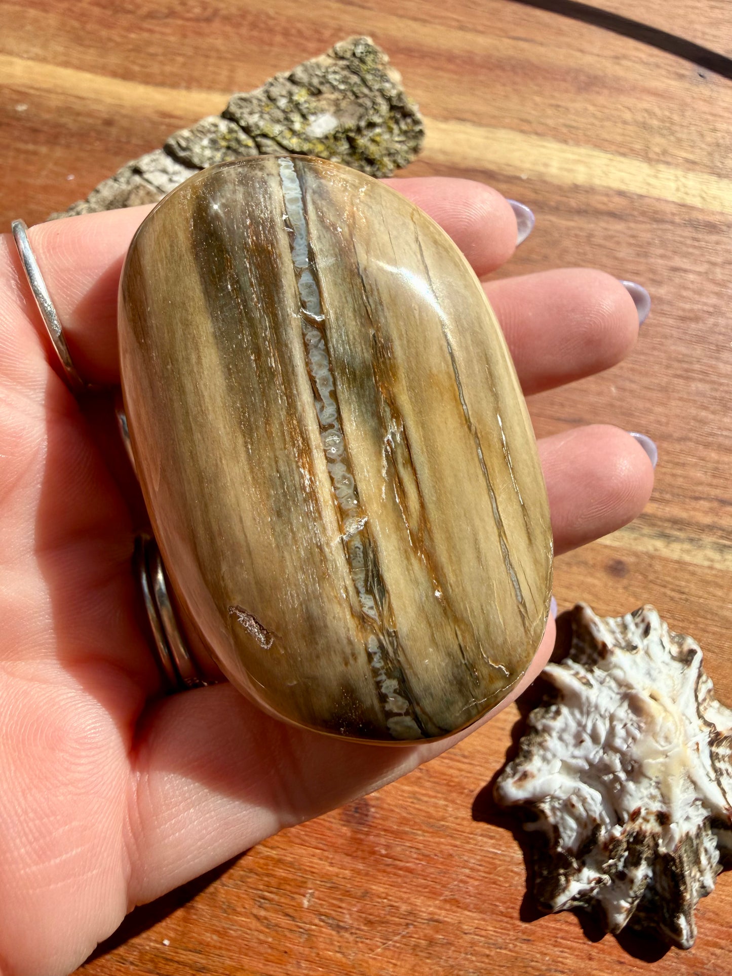 PETRIFIED WOOD PALM STONE