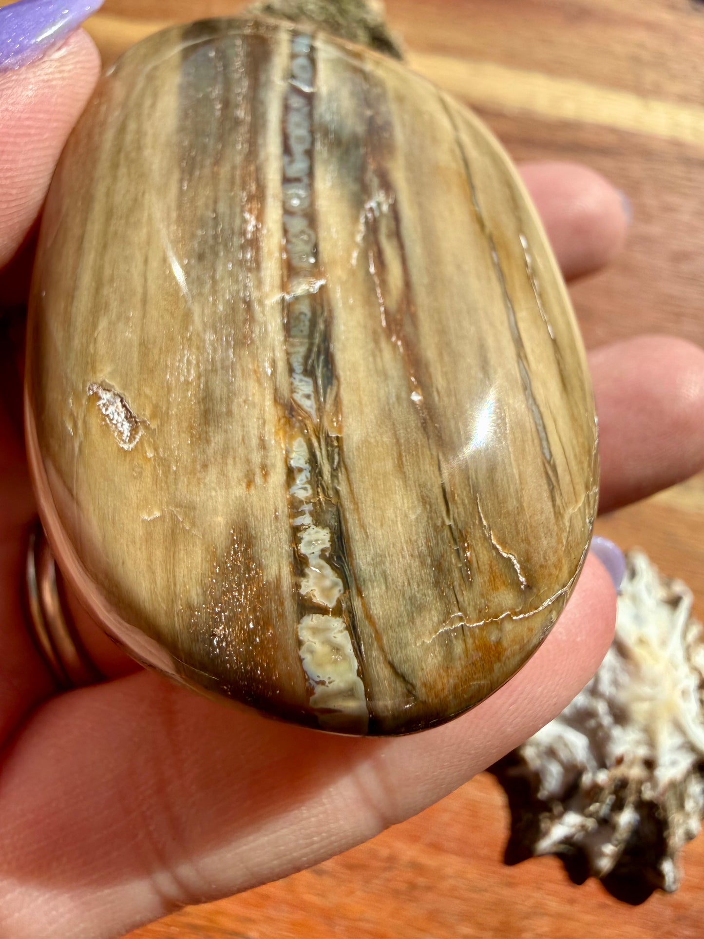 PETRIFIED WOOD PALM STONE