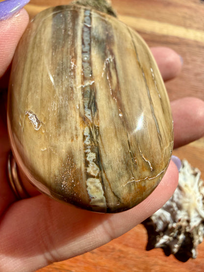 PETRIFIED WOOD PALM STONE
