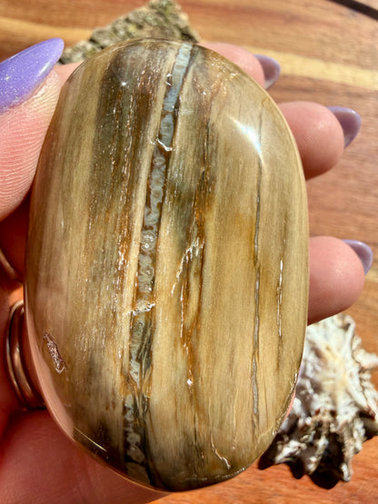 PETRIFIED WOOD PALM STONE