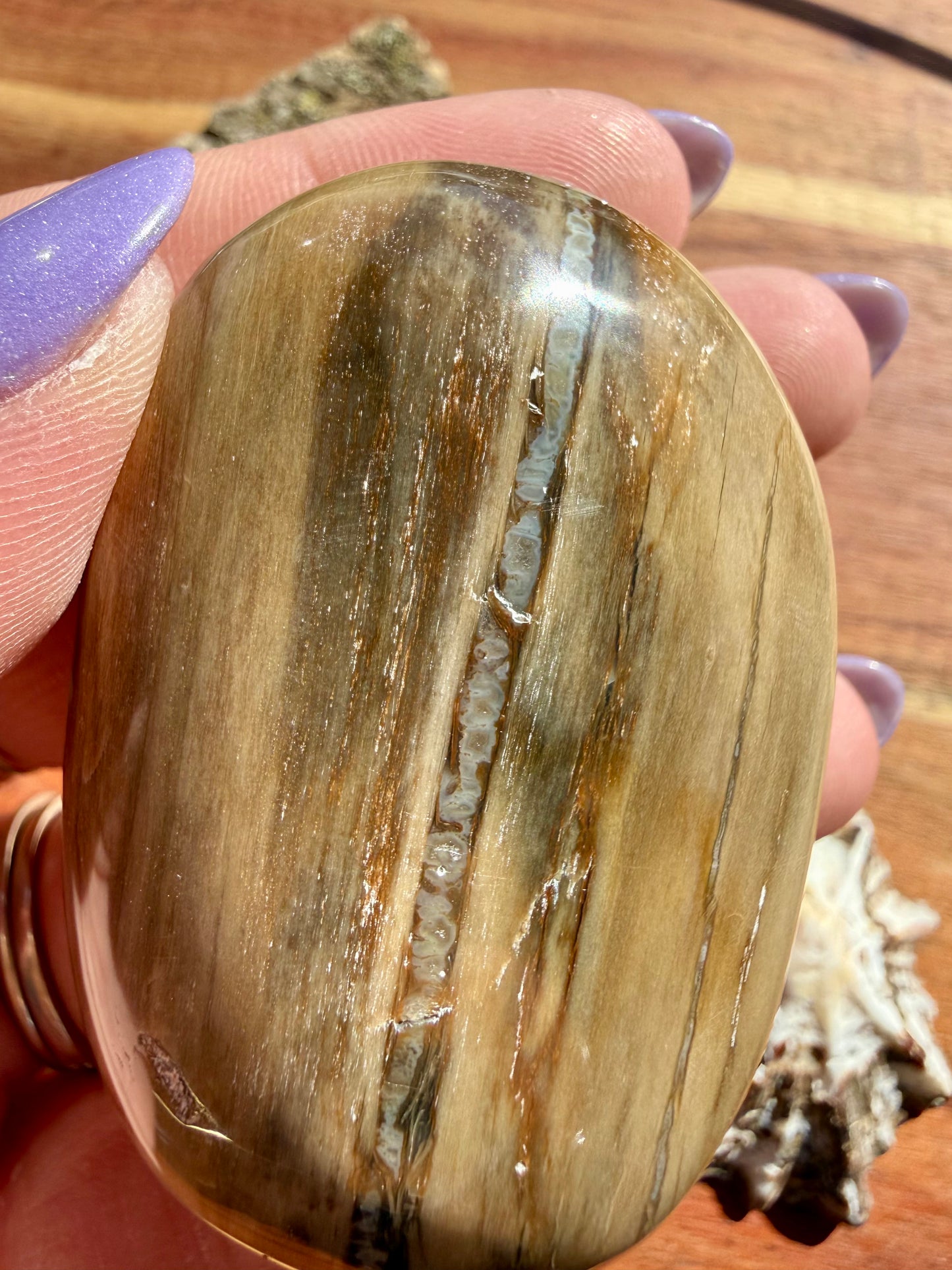 PETRIFIED WOOD PALM STONE