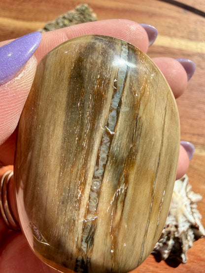 PETRIFIED WOOD PALM STONE