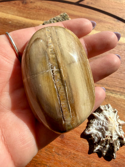 PETRIFIED WOOD PALM STONE