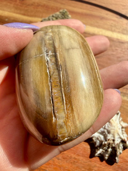 PETRIFIED WOOD PALM STONE