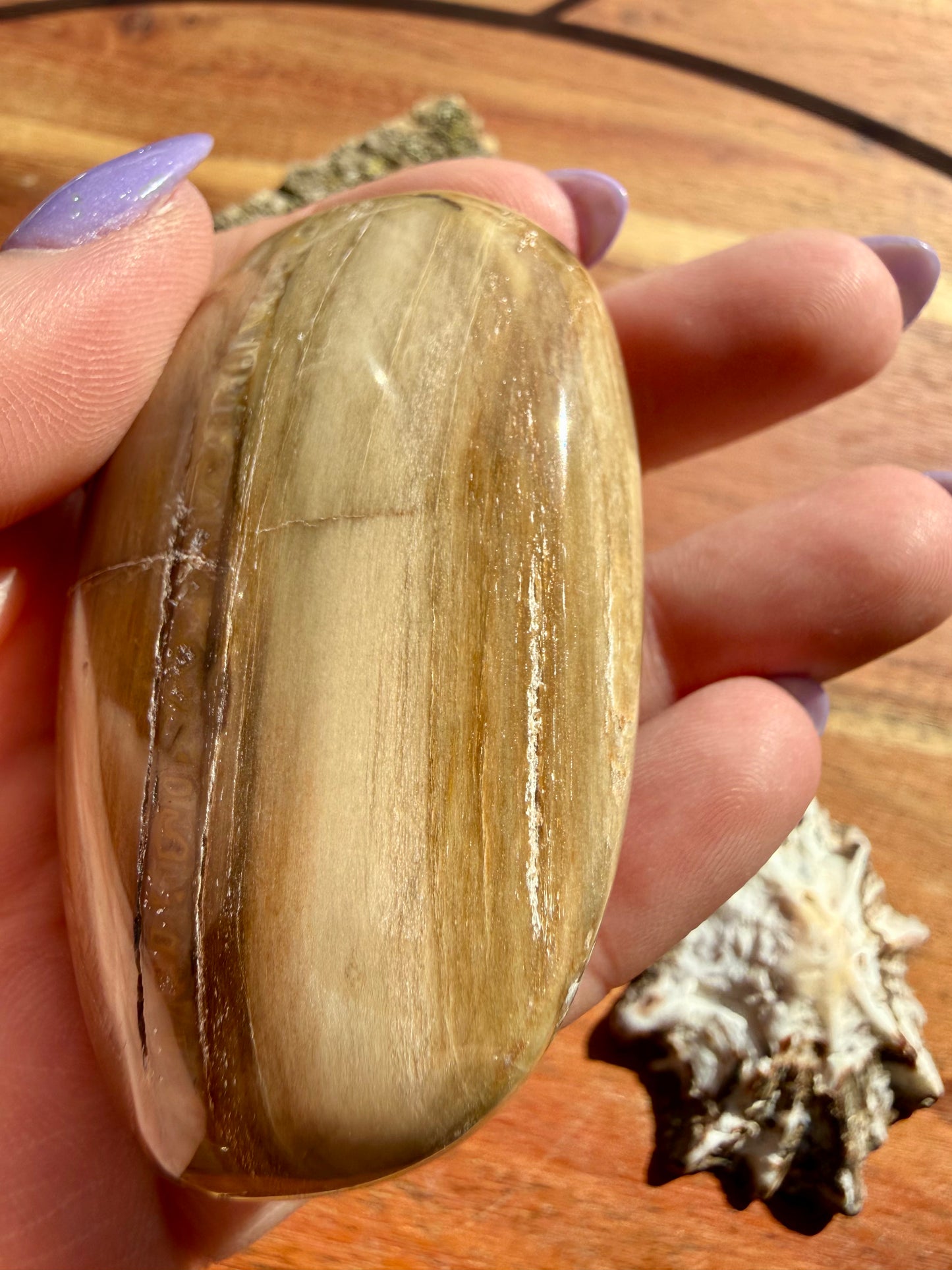 PETRIFIED WOOD PALM STONE