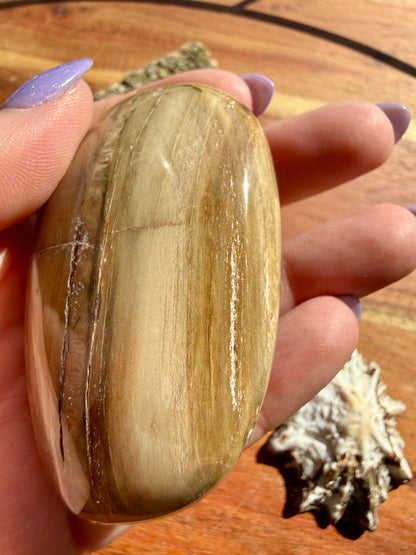 PETRIFIED WOOD PALM STONE