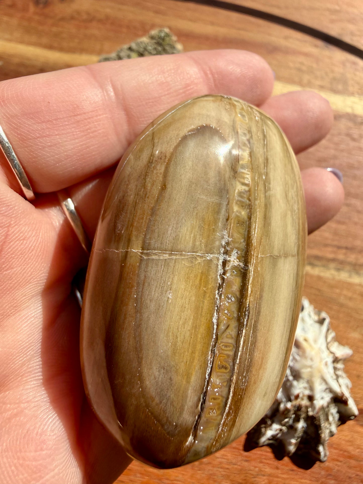 PETRIFIED WOOD PALM STONE
