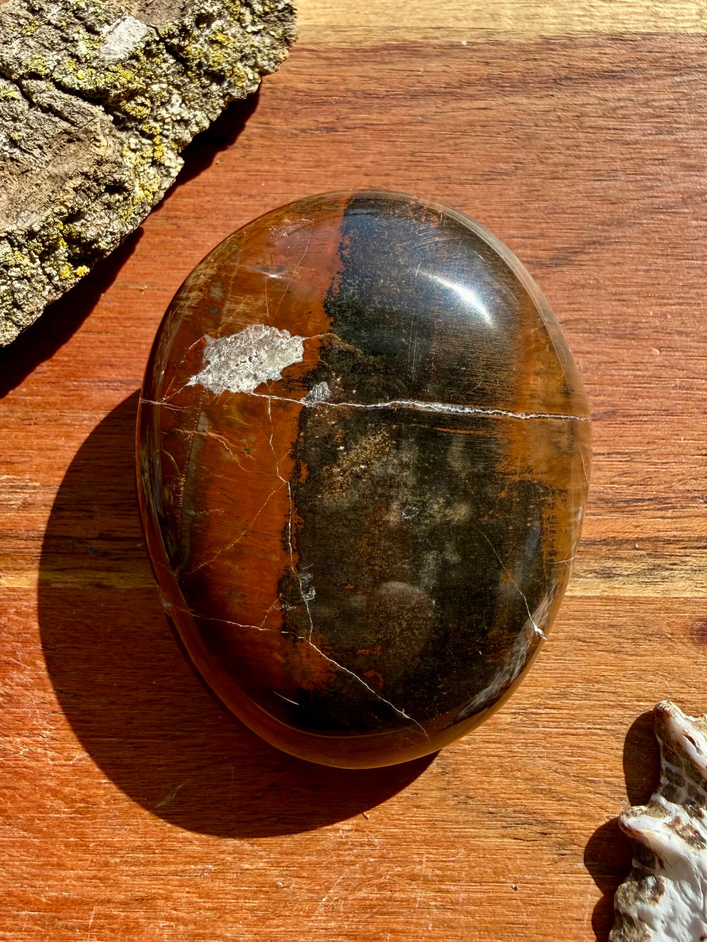 PETRIFIED WOOD PALM STONE