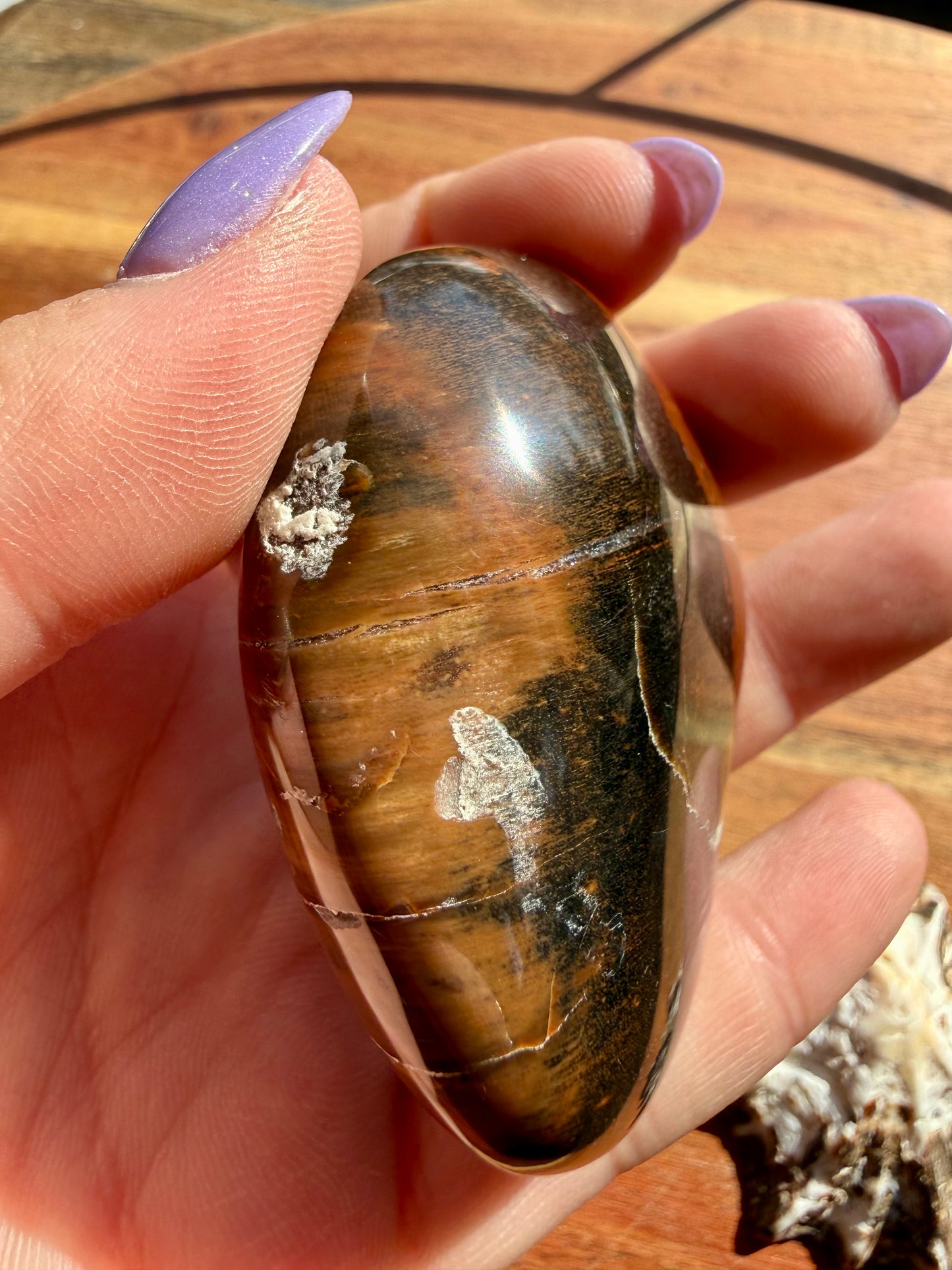 PETRIFIED WOOD PALM STONE