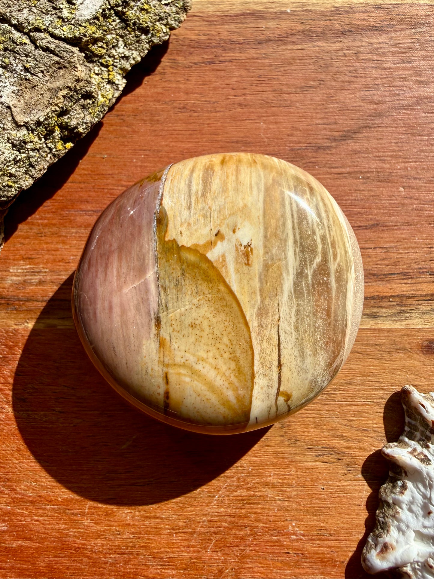 PETRIFIED WOOD PALM STONE