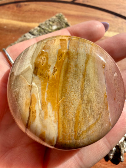 PETRIFIED WOOD PALM STONE