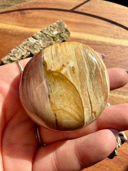 PETRIFIED WOOD PALM STONE