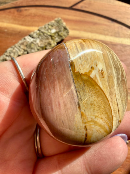 PETRIFIED WOOD PALM STONE