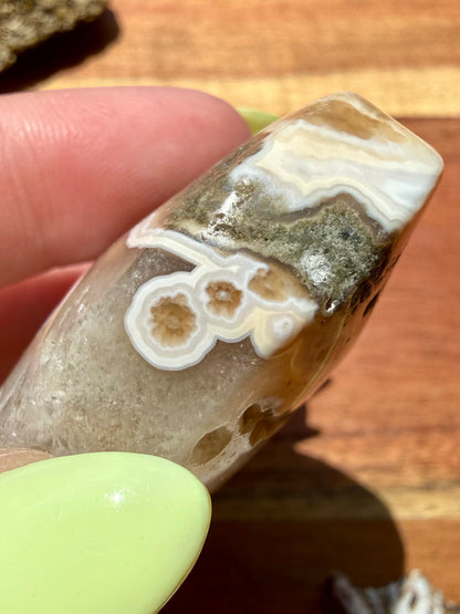 OLD STOCK OCEAN JASPER PALM STONE