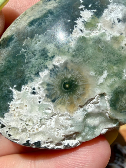 OLD STOCK OCEAN JASPER PALM STONE