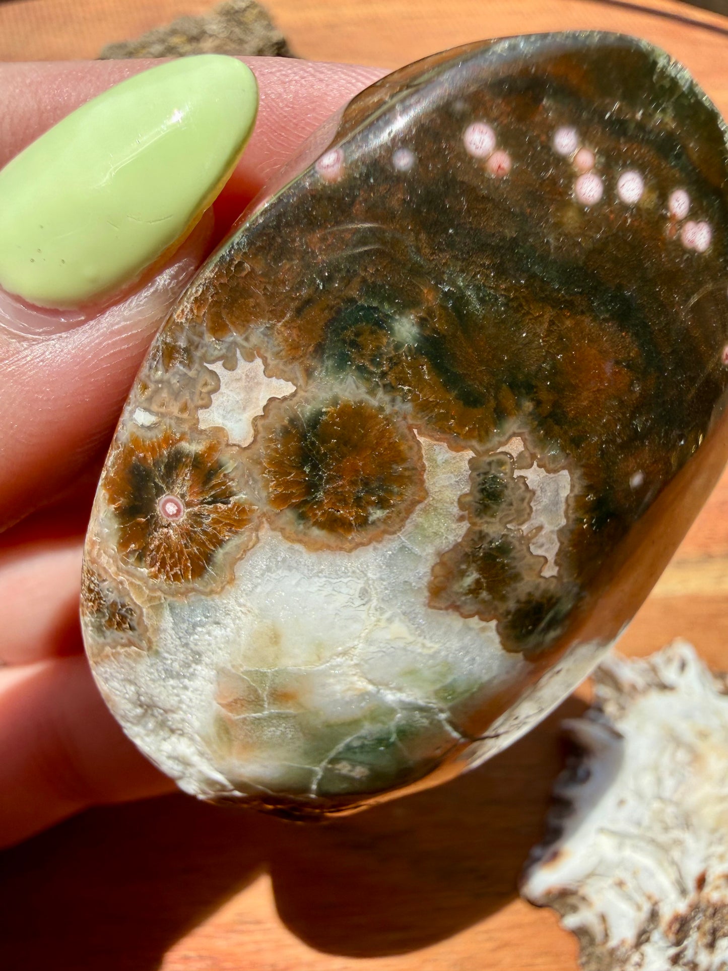 OLD STOCK OCEAN JASPER PALM STONE