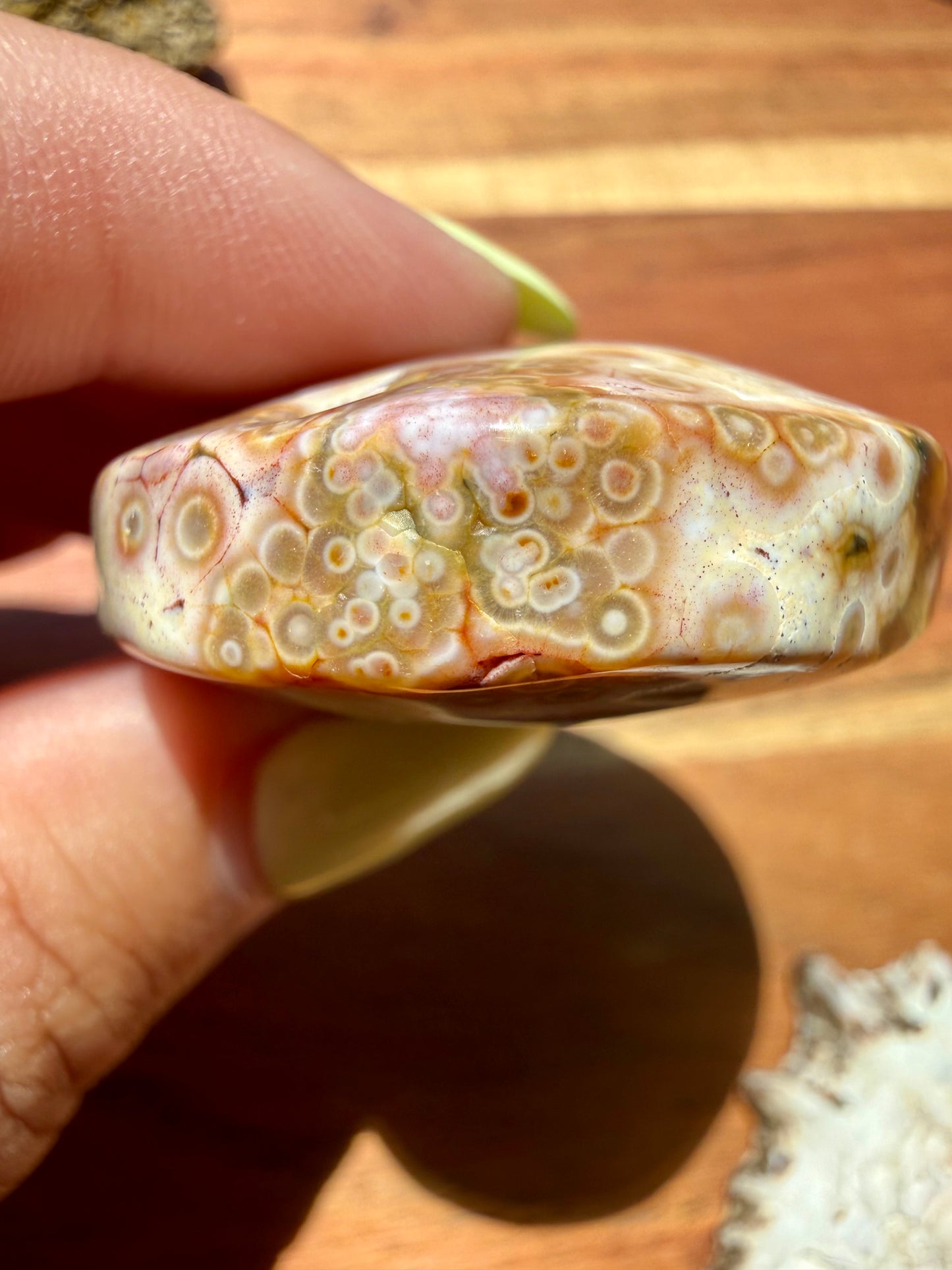 OLD STOCK OCEAN JASPER PALM STONE