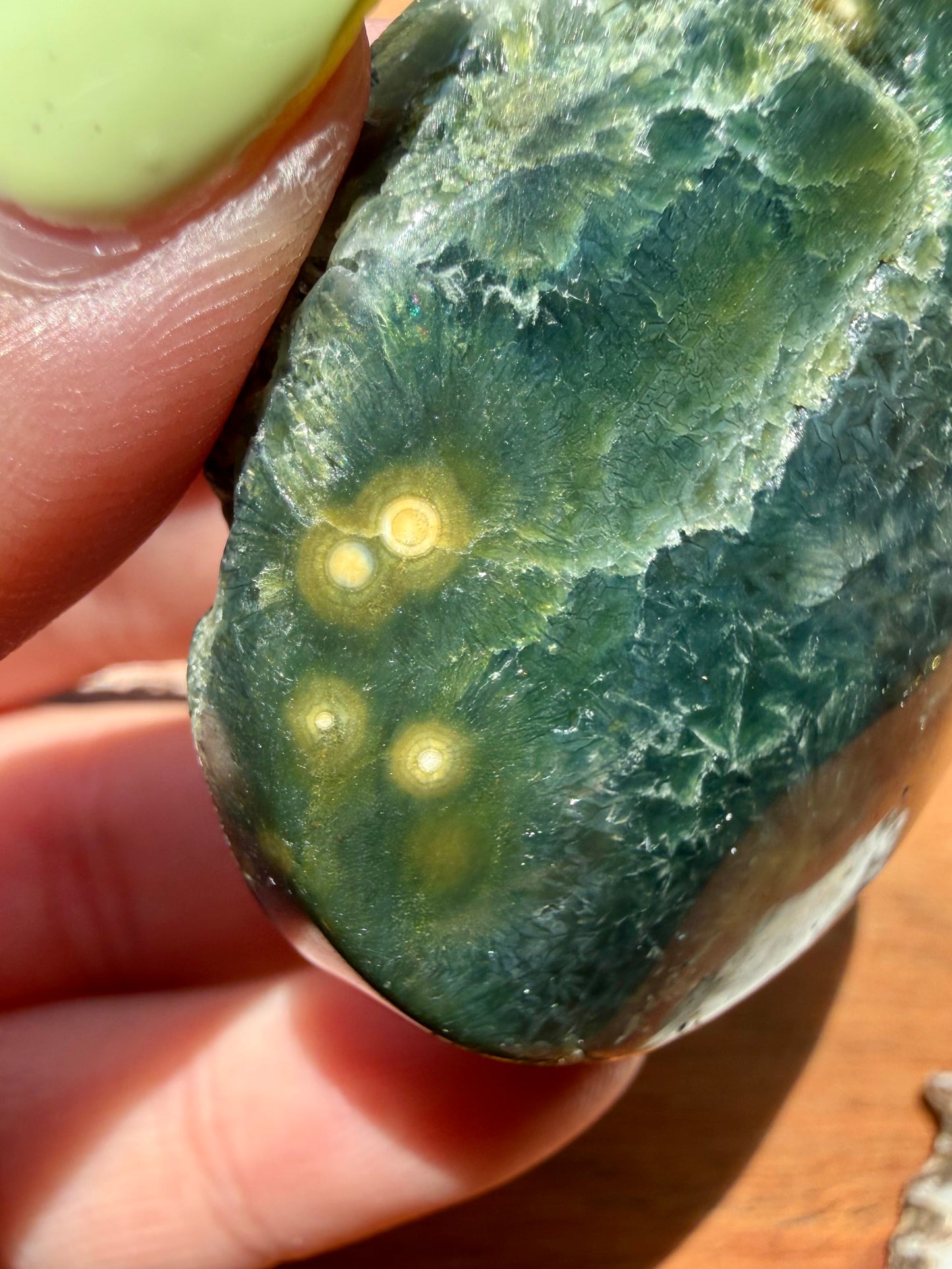OLD STOCK OCEAN JASPER PALM STONE
