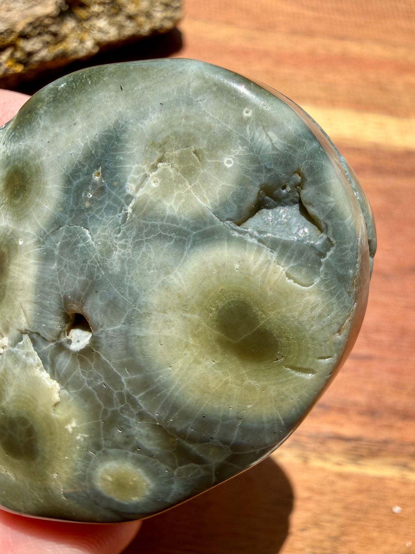 OLD STOCK OCEAN JASPER PALM STONE