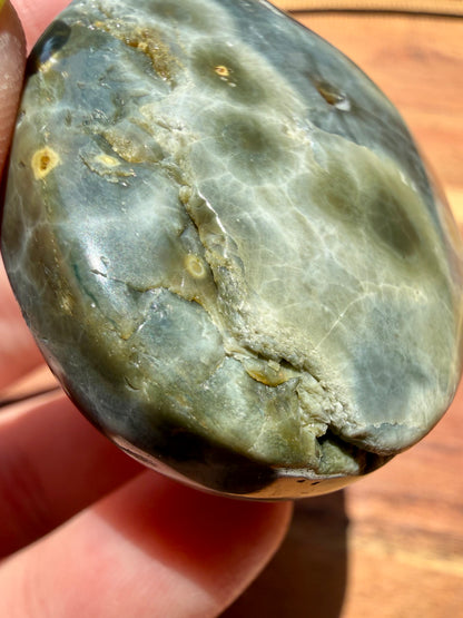 OLD STOCK OCEAN JASPER PALM STONE